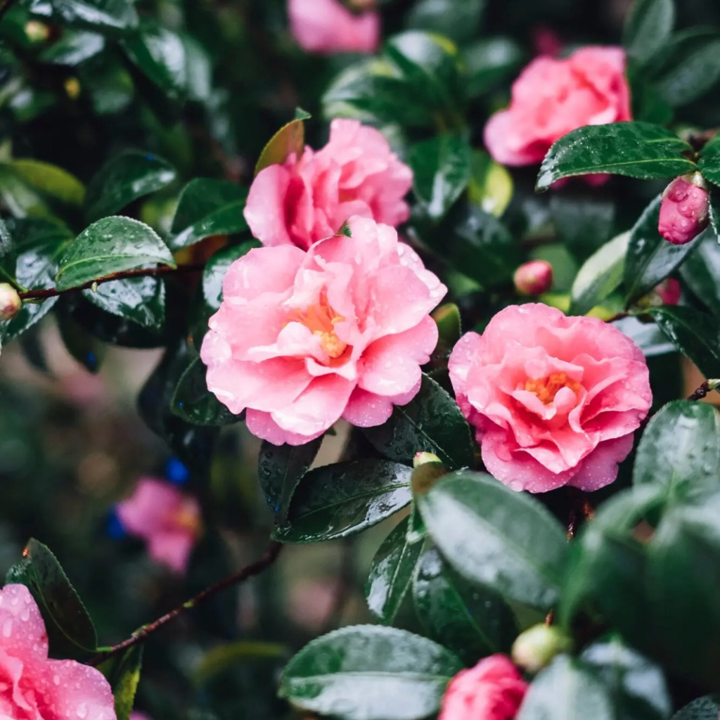 Fresh Pink Rose