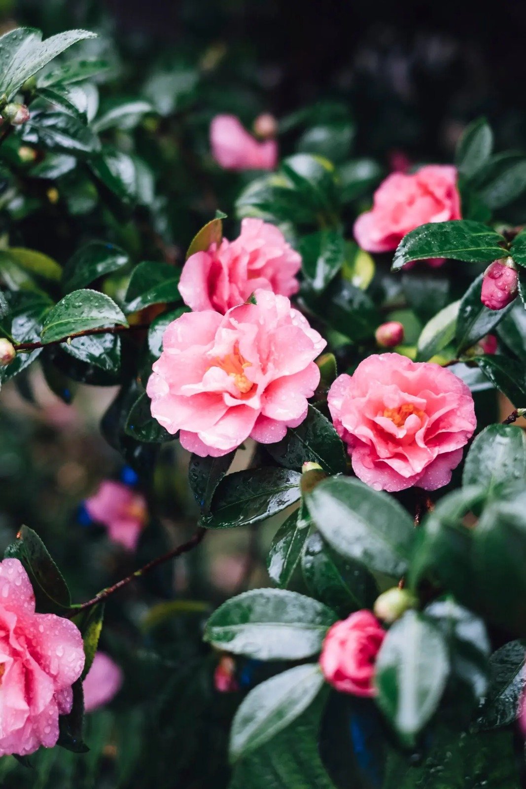 Fresh Pink Roses