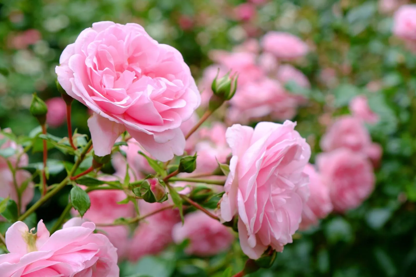 pink roses in a bush for an oriental perfume