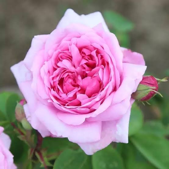 damask rose