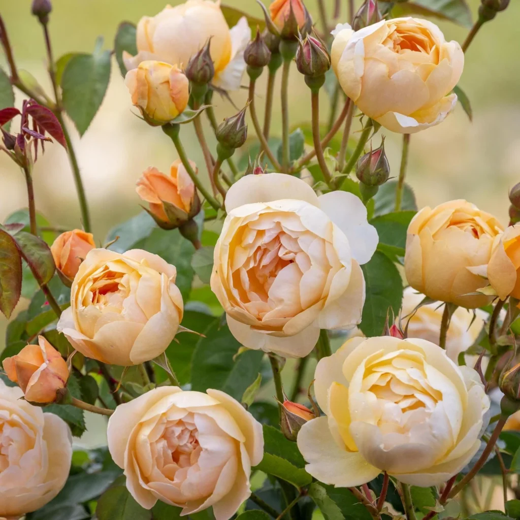 English roses