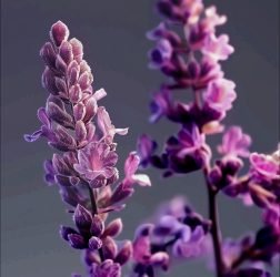 Purple Lavender Flowers