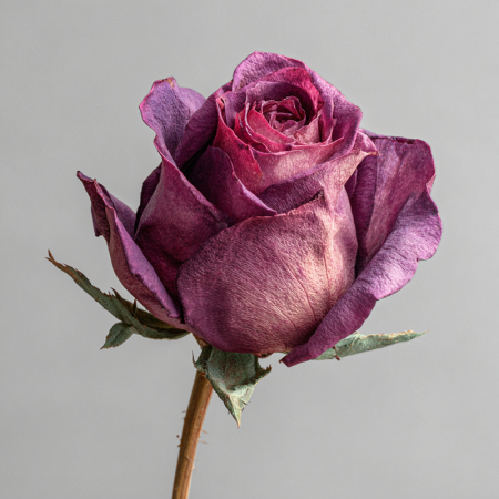 beautiful rose image
